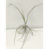 Tillandsia mallemontii
