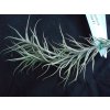 Tillandsia capillaris forma #1 (malý trs)