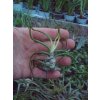 Tillandsia bulbosa