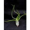 Tillandsia bulbosa