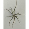 Tillandsia reichenbachii