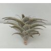 Tillandsia edithae f. green
