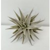 Tillandsia edithae f. green