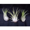 Tillandsia ionantha v. scaposa