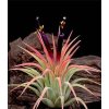 Tillandsia ionantha v. rubra