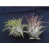 Tillandsia ionantha v. rubra