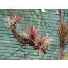 Tillandsia ionantha v. fuego