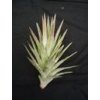 Tillandsia ionantha v. vanhyningii