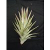 Tillandsia ionantha v. vanhyningii