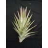Tillandsia ionantha v. vanhyningii