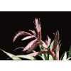 Tillandsia atroviolacea