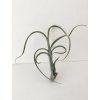 Tillandsia intermedia