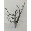 Tillandsia intermedia