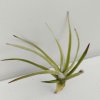 Tillandsia schiedeana var. glabrior