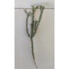 Tillandsia tricholepis