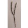 Tillandsia tricholepis