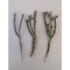 Tillandsia tricholepis