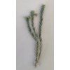 Tillandsia tricholepis