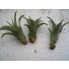 Tillandsia brachycaulos v. abdita (malá)