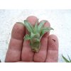 Tillandsia brachycaulos v. abdita (malá)