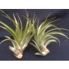 Tillandsia brachycaulos v. abdita (velká)
