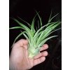 Tillandsia brachycaulos v. abdita (velká)