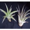 Tillandsia brachycaulos v. abdita (střední)