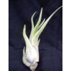 Tillandsia caput medusae (malá)