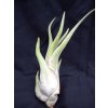 Tillandsia caput medusae (malá)