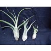 Tillandsia caput medusae (malá)