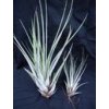 Tillandsia fasciculata (malá)
