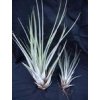 Tillandsia fasciculata (malá)