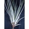 Tillandsia fasciculata (střední)
