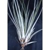 Tillandsia fasciculata (střední)