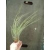 Tillandsia fasciculata (velká)