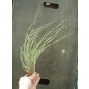 Tillandsia fasciculata (velká)