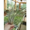 Tillandsia fasciculata (velká)