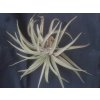 Tillandsia brachycaulos v. multiflora (velká)