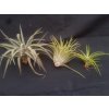 Tillandsia brachycaulos v. multiflora (velká)