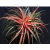 Tillandsia brachycaulos v. multiflora (střední)