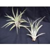 Tillandsia brachycaulos v. multiflora (střední)