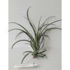 Tillandsia valenzuelana