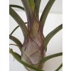Tillandsia pseudobaileyi