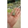Tillandsia fuchsii v. gracilis