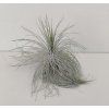 Tillandsia fuchsii v. gracilis (mohutná forma)