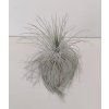 Tillandsia fuchsii v. gracilis (mohutná forma)