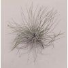 Tillandsia fuchsii v. gracilis (mohutná forma)