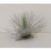 Tillandsia fuchsii v. gracilis (mohutná forma)