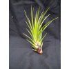 Tillandsia tricolor var. melanocrater (malá)