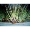 Tillandsia tricolor var. melanocrater (XL)